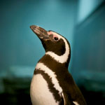 Penguin Planet at the Aquarium